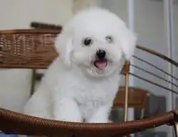 比熊图片表情包觉得