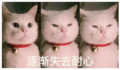  国寿的国寿福和平安的平安福哪个好