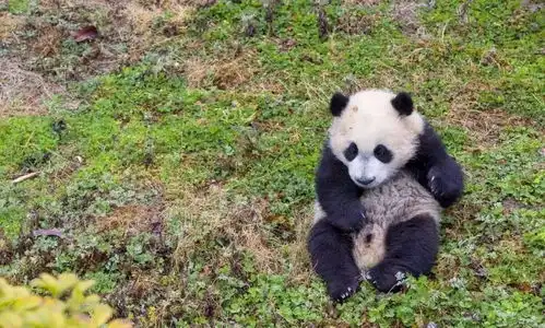  霸屏都江堰熊猫专属表情包发布啦快来刷爆你的朋友圈