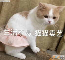 表情包压缩加南