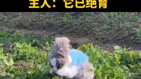  深田深田老师表情包锁屏日本