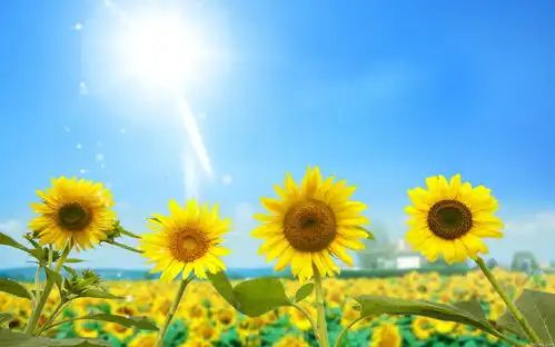 表情图赏高清大屏风景壁纸向日葵花摄影表情  表情图赏高清大屏风景壁纸向日葵花摄影表情