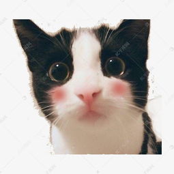  小猫脸红可爱表情素材图片免费下载高清png千库网图片编号8359080