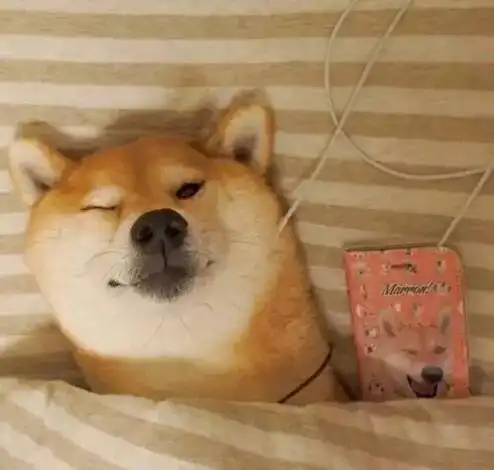  狗狗虽可爱,接触需谨慎