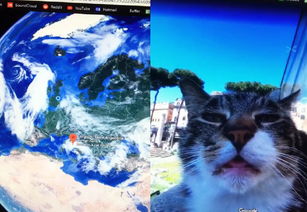  打开义大利地图放大放大...惊见萌猫做鬼脸眼神死笑爆网友
