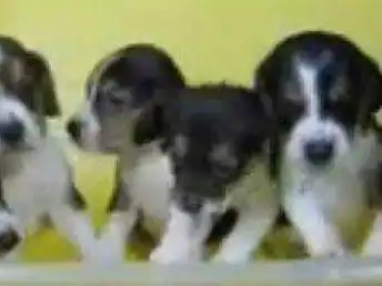  图纯种精品比格猎犬犬幼犬狗场直销公母多只可北京宠物狗