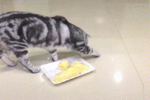 你食屎啦表情包猫粮