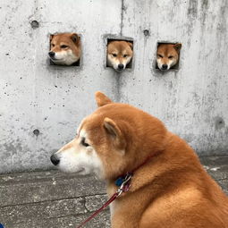 柴犬接住的表情包拜托