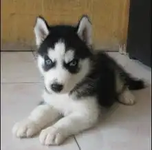  标题杭州哪里有卖德牧犬的杭州什么地方卖的哈士奇犬价格便宜
