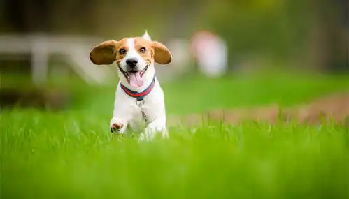 比格猎犬表情包比格犬
