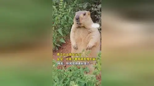 真怂表情包土拨鼠