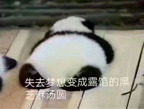  可爱小表情包熊和熊猫