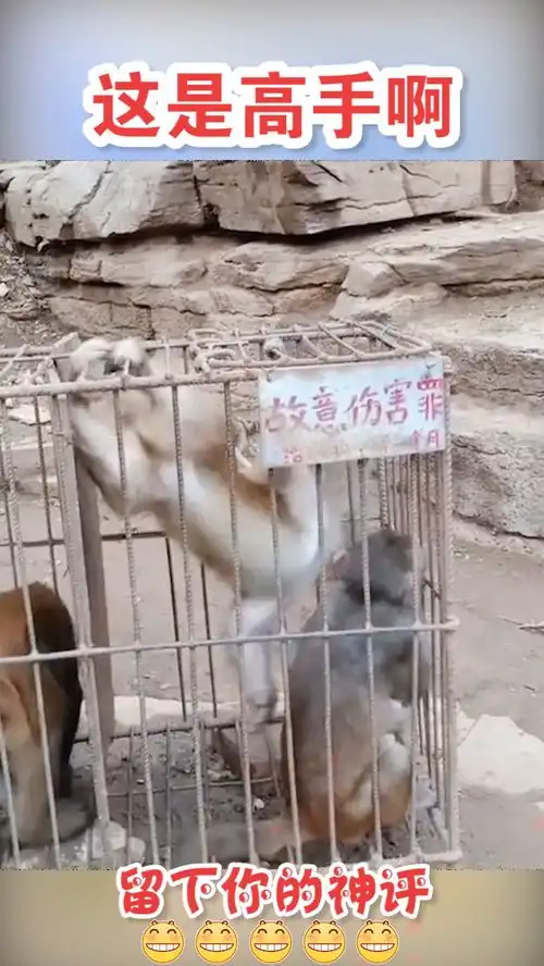  笑死人不偿命别出心裁的动物园,犯错了就该受到处罚
