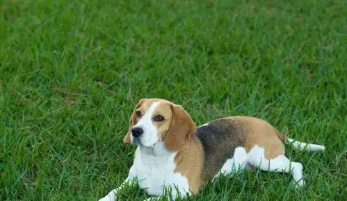  萌宠大作战,有世界名犬之称的比格猎犬,要不要了解一下