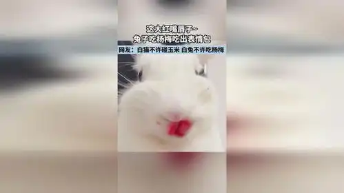  这大红嘴唇子兔子吃杨梅吃出表情包,网友白猫不许碰玉米白兔不许吃杨梅