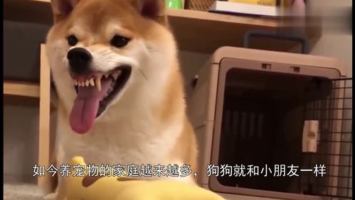  柴犬面露凶相,女主人来个可爱的表情,狗狗立马变狗腿