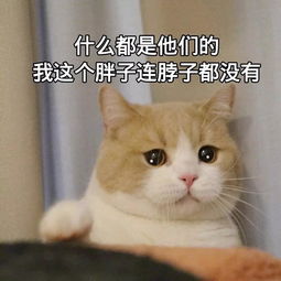  当代年轻人流行看宠物屁屁解压