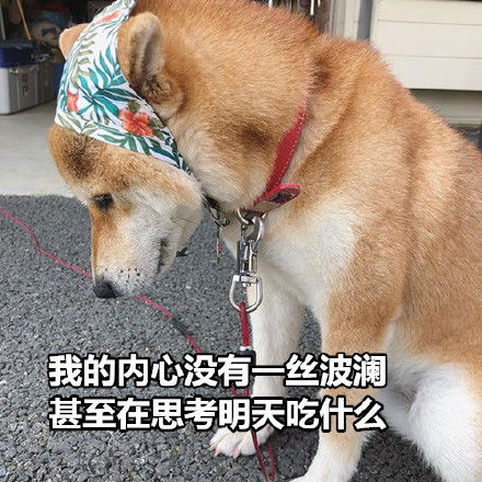  来一组七夕特供表情包,狗子们快拿走