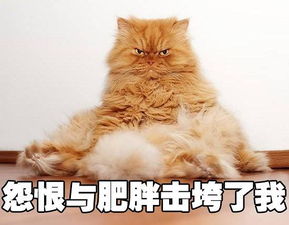  如果妖猫传里不是黑猫而是橘猫,我能吸上30年