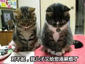  大b神脱口秀能在床上解决的都不是事儿