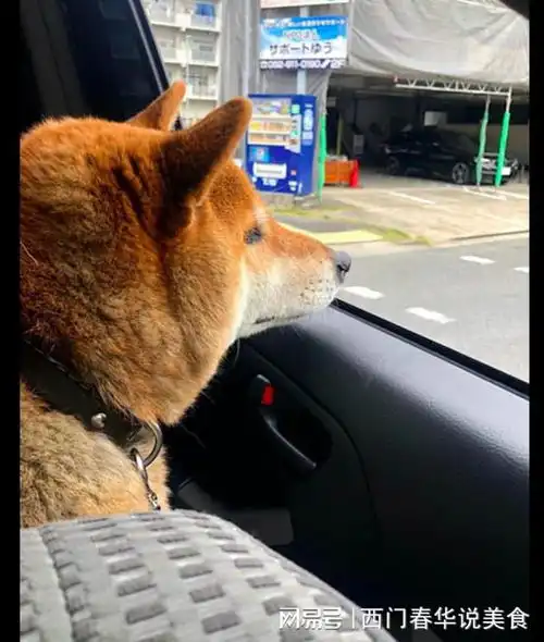  主人骗柴犬去医院,狗狗一开始面带着笑容,到最后表情都凝固了