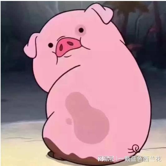  健身猪卖价8万元,网友瘦肉精的猪