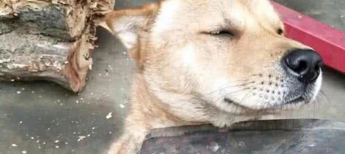  土狗咬伤泰迪后,邻居找上门来讨说法,主人一招让邻居不说了