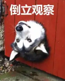  汽修店半夜起火,浓烟吞噬整栋房屋,幸有神奇狗只叫醒主人