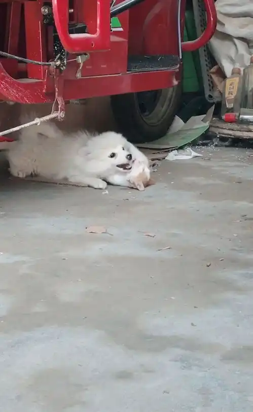  表情狗狗和猫咪在车底下偷情,被发现后还一脸的无所谓,猫咪我想死表情
