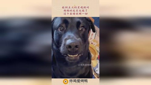  收到主人的灵魂拷问,狗狗的反应太绝了,这个表情说明一切