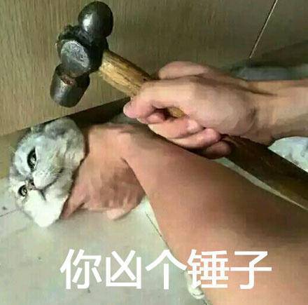  这些猫狗都是戏精,一言不合就开始尬演