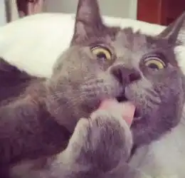 惊讶猫表情包张大嘴巴