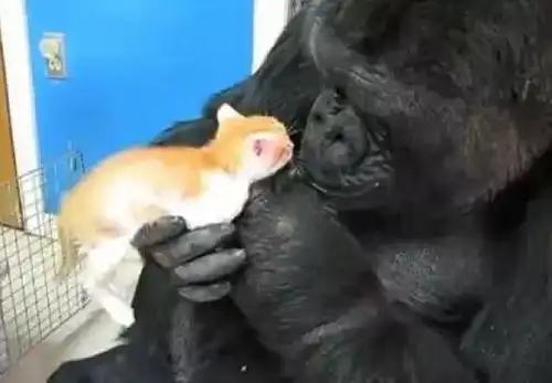  懂1000种手语爱撸猫,世界上最聪明的猩猩睡梦中去世