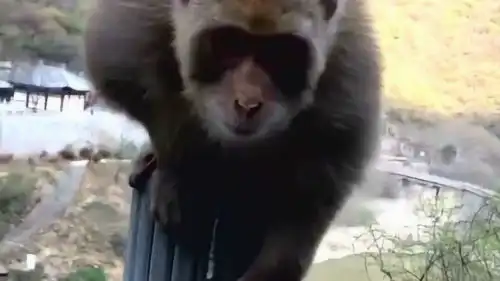  男友投喂野生猴王,对方伸手的时候把手缩回来,猴王的表情亮了