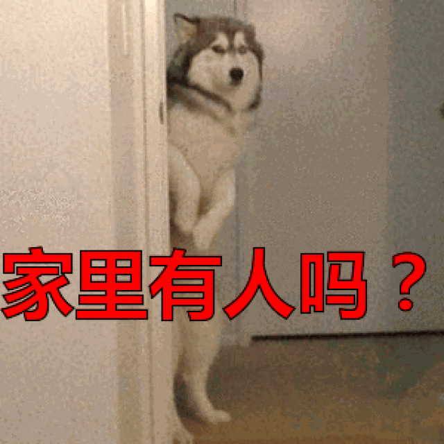  哈士奇表情包,天生自带表情包的傻狗二哈