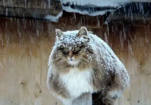 世界上最霸气的猫,连雪橇都拉得动网友这货真的是猫吗