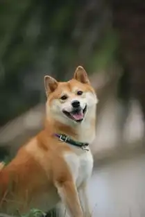  柴柴的迷之微笑