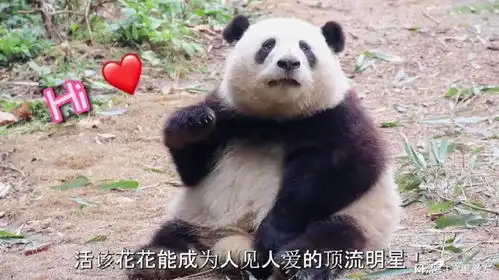  大熊猫花花的魅力有多大连奥运冠军孙颖莎都是它的粉丝花花