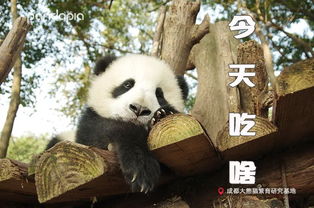  让人一秒变开心的熊猫表情包,你get到了吗