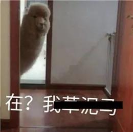  不敢相信90后老阿姨热衷收藏的表情包竟然是这类