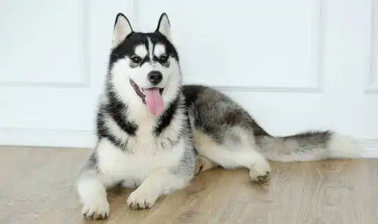  地球上10大最凶猛的犬,比特犬第二,高加索犬榜首,你喜欢哪个