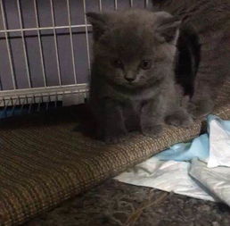  包子脸英短蓝猫灰色眼睛