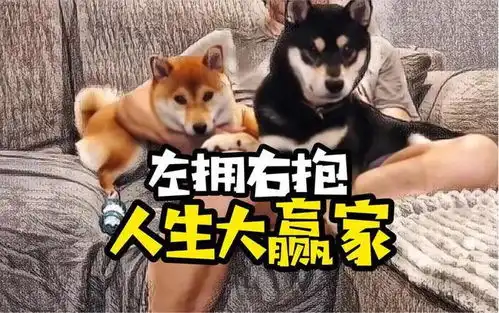 狗头表情包原型黑柴