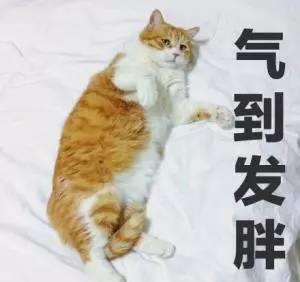  养一只胖猫,是一种什么体验