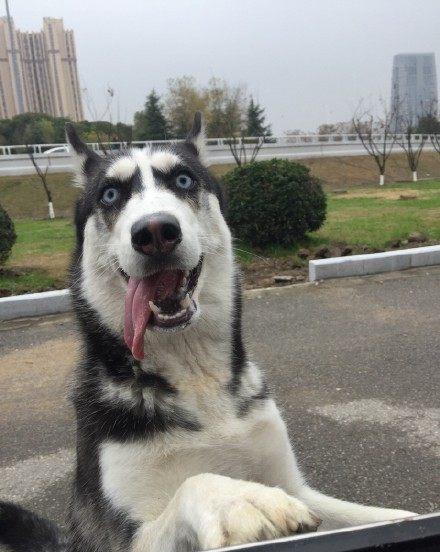  又一波二哈表情图集到了,还是那么二,还是那么蠢