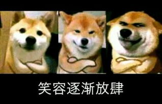  汪星人斗图表情包了解一下