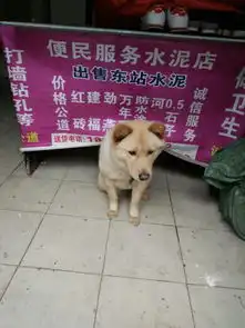  遇到一只长得跟表情包一样的狗,狗主人说这是萨摩耶,想问下是不是他卖给我要800块,不知道这价钱值