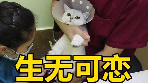  绝育之后的表情包,对号入座