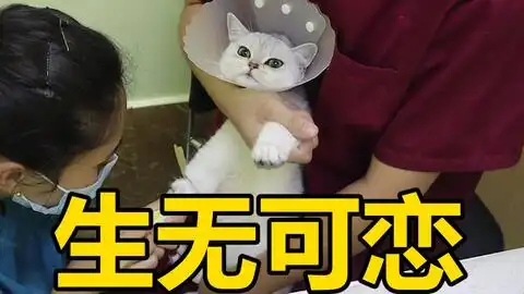 绝育之后的表情包,对号入座  绝育之后的表情包,对号入座
