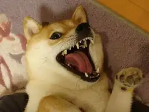  我的表情包柴犬去世了